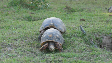Zwei-Südamerikanische-Gelbfußschildkröten-Im-Zoo-Von-Französisch-Guayana